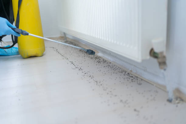 Best Rat Extermination Near Me  in Laurel Park, NC